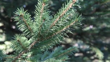 Mavi ladin yakın çekim dalları. Mavi ladin veya dikenli ladin (Picea pungens) - Çam ailesinden cins Ladin temsilcisi.