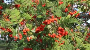 rüzgarda sallanan Rowan demetleri, sıcak hafif güneş ışığı içinde Rowan.