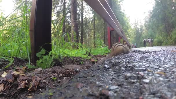 Jordekorre Äter Mat Som Sitter Vägen Parken — Stockvideo