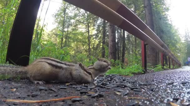 Esquilos Comendo Comida Sentados Estrada Parque — Vídeo de Stock