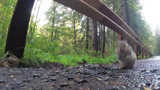 Chipmunk jídlo, které sedí na silnici v parku — Stock video