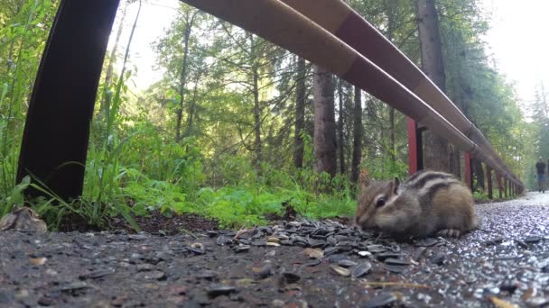 Chipmunk Jídlo Které Sedí Silnici Parku — Stock video