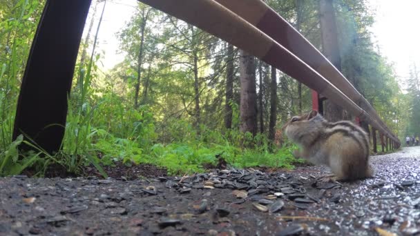 Chipmunk Eating Food Zittend Weg Het Park — Stockvideo