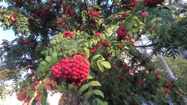 Grappoli di Rowan ondeggianti nel vento, Rowan nella calda luce del sole — Video Stock