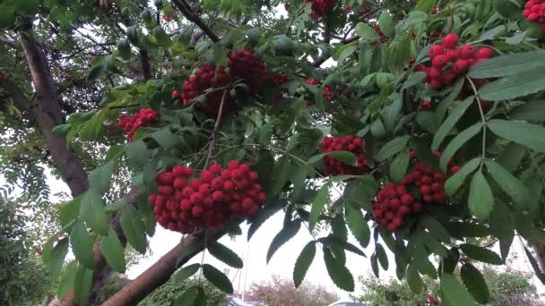 Grappoli di Rowan ondeggianti nel vento, Rowan nella calda luce del sole — Video Stock