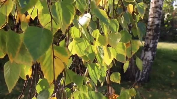 Hojas de abedul amarillentas balanceándose en el viento, otoño Día soleado — Vídeo de stock