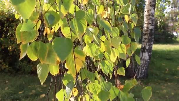 Megsárgult nyírfa levelek imbolygott a szél, őszi napsütéses nap — Stock videók