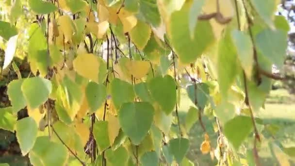 Gele berken bladeren wuivende in de wind, herfst zonnige dag — Stockvideo