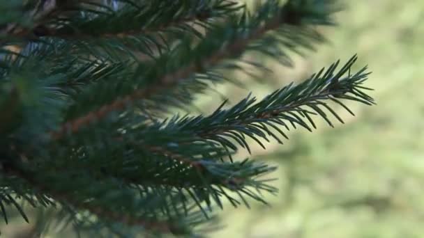 De takken van de blauwe sparren close-up. Blauwe spar of stekelige spar (Picea pungens)-vertegenwoordiger van het geslacht sparren uit de dennenfamilie. — Stockvideo