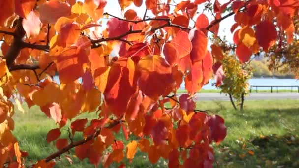 Червоне осіннє листя ширяє на вітрі, красивий сонячний день, яскраві кольори осені — стокове відео