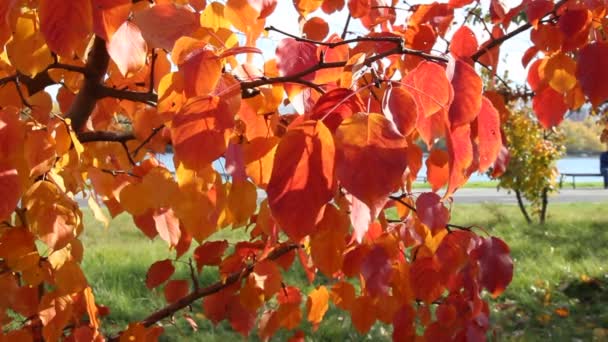 Feuilles d'automne rouge oscillant dans le vent, belle journée ensoleillée, couleurs vives de l'automne — Video