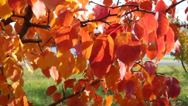 Rote Herbstblätter, die im Wind schwanken, schöner sonniger Tag, leuchtende Herbstfarben — Stockvideo