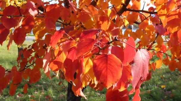 Κόκκινα φύλλα του φθινοπώρου που ταλαντεύονται στον άνεμο, όμορφη ηλιόλουστη μέρα, φωτεινά χρώματα του φθινοπώρου — Αρχείο Βίντεο