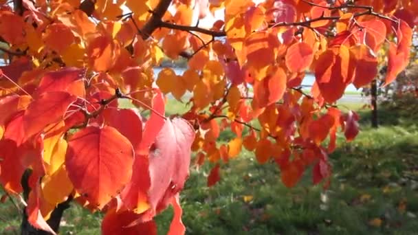 Hojas rojas del otoño balanceándose en el viento, hermoso día soleado, colores brillantes del otoño — Vídeos de Stock