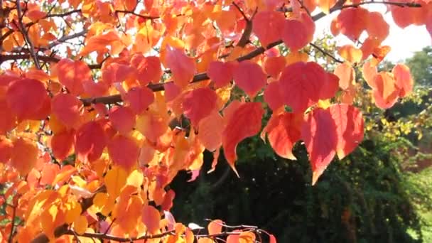 Rote Herbstblätter, die im Wind schwanken, schöner sonniger Tag, leuchtende Herbstfarben — Stockvideo