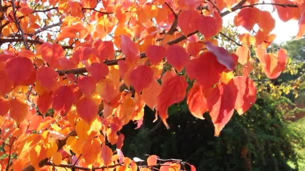 Κόκκινα φύλλα του φθινοπώρου που ταλαντεύονται στον άνεμο, όμορφη ηλιόλουστη μέρα, φωτεινά χρώματα του φθινοπώρου — Αρχείο Βίντεο