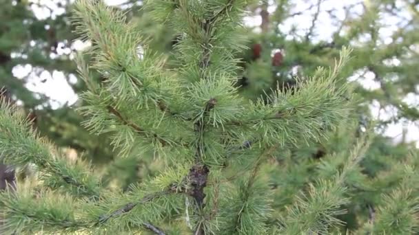 Helder groene pluizige takken van lariks. De natuurlijke schoonheid van een elegante takje lariks. — Stockvideo