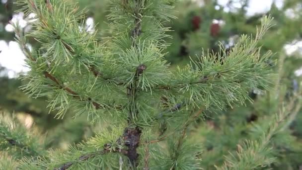 Bright green fluffy branches of larch . The natural beauty of an elegant sprig of larch. Branch of young larch with cones. — Stock Video