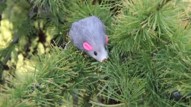 新年2020年符号 - 老鼠。云杉枝上的圣诞装饰。年花的符号 - 大鼠。带复制空间的假日背景. — 图库视频影像