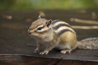 Eastern Chipmunk - Tamias striatus, sitting on tree, eating a meal clipart