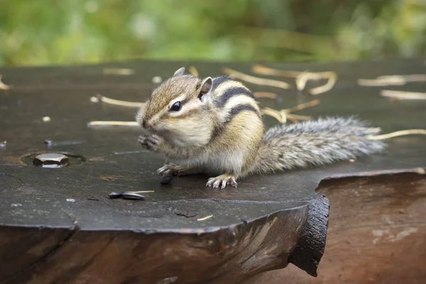 Ardilla oriental - Tamias striatus, sentado en el árbol, comiendo una comida — Foto de Stock