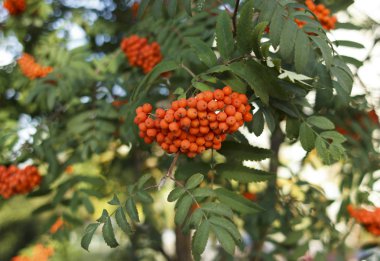 Sorbus sibirica. Rowan, ağaçta parlak meyveler var. Rowan güneşte.