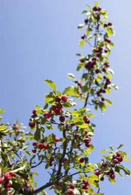 Gündüz vakti küçük elma ağacı, yaz günü.