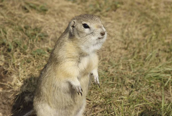 The gopher climbed out of the hole on the lawn, cute fluffy gopher eating food — Stock Photo, Image