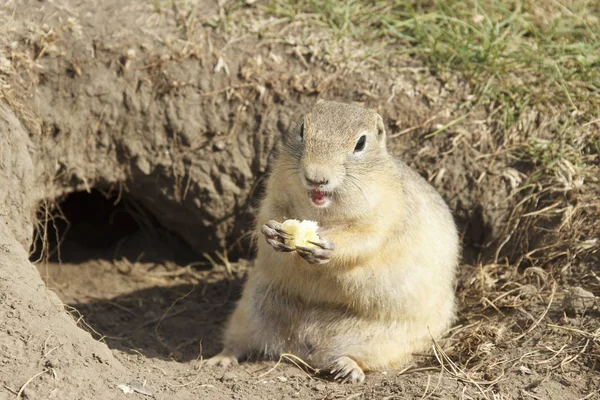 Gopher klättrade ut ur hålet på gräsmattan, söt fluffig gopher äta mat — Stockfoto