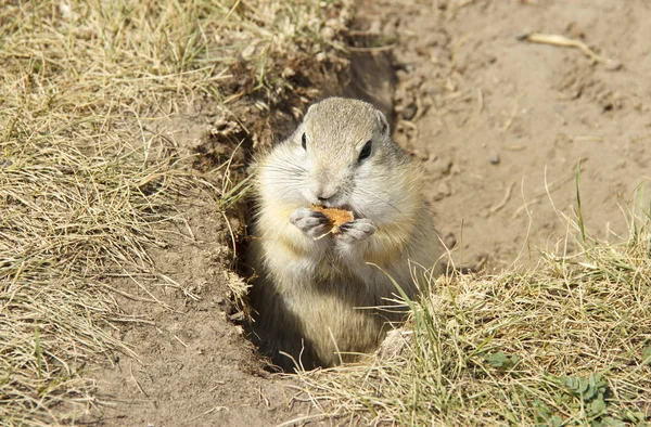 Gopher klättrade ut ur hålet på gräsmattan, söt fluffig gopher äta mat — Stockfoto