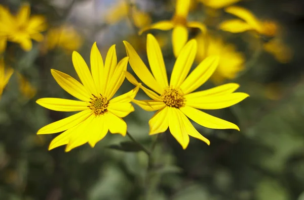 Alcachofa de Jerusalén, flores de color amarillo brillante a la luz del día . — Foto de Stock
