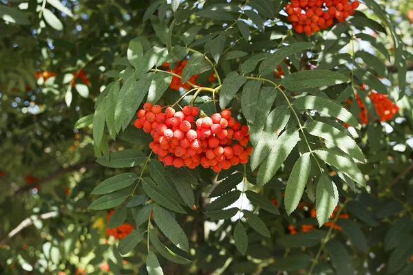 Sorbus sibirica. Rowan, világos bogyók vannak a fán. Rowan a napon. — Stock Fotó