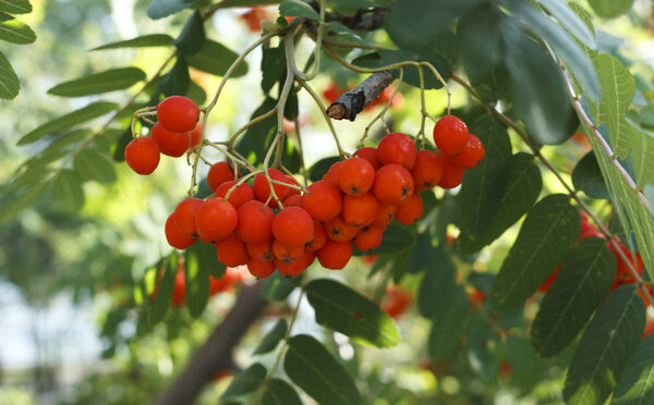 Sorbus sibirica. Rowan, bright berries on the tree. Rowan in the sun