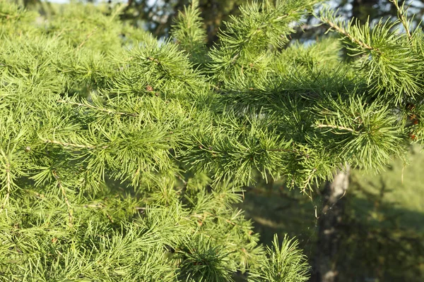 Bright green fluffy branches of larch tree . — Stock Photo, Image