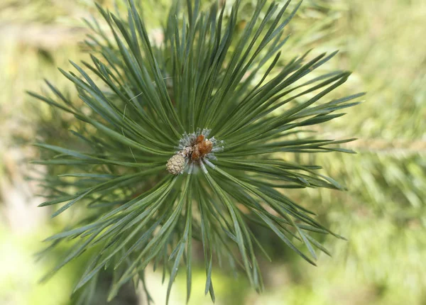 Bright green fluffy branches of larch tree . — Stock Photo, Image