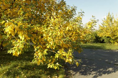 Şehir parkında yaprakları sararmış bir ağaç