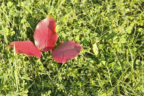 Pear leaves are painted in autumn colors.Red leaves on green grass.