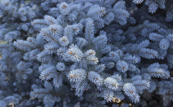 Blue spruce for Christmas. The branches of the blue spruce close-up. New Year tree. Christmas tree — Stock Photo, Image