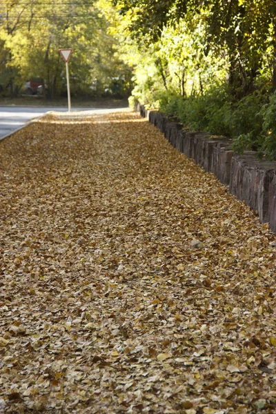 Droga pokryta żółtymi liśćmi w parku miejskim jesienią — Zdjęcie stockowe