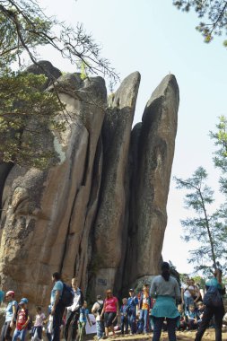 Uçurumlar ve Krasnoyarsk Sütunları Ulusal Parkı 'nda bir orman.
