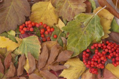 Renkli dökülen yapraklarla ahşap bir arka plan. Boşluğu kopyala