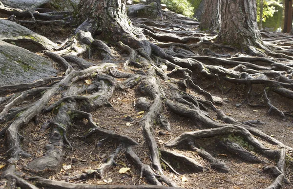 Le radici di un albero antico in cima al terreno — Foto Stock