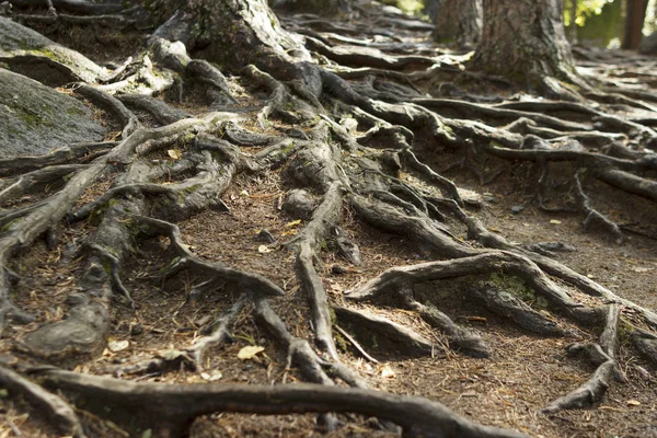 Las raíces de un árbol antiguo en la parte superior del suelo, imagen de tono oscuro en la sombra — Foto de Stock