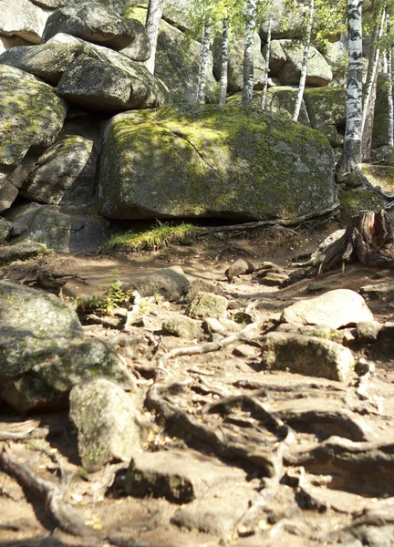 Las raíces de un árbol antiguo en la parte superior del suelo — Foto de Stock
