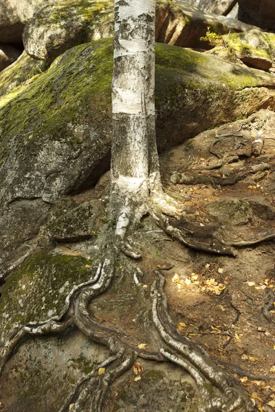 As raízes de uma árvore antiga no topo do chão — Fotografia de Stock