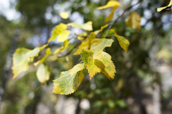 Folhas de bétula amareladas em um fundo natural — Fotografia de Stock