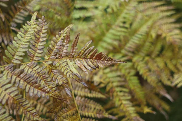 Vista da vicino di una felce ingiallita su uno sfondo di foglie cadute — Foto Stock