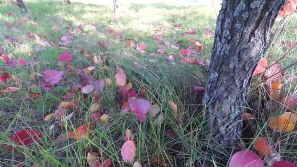 Őszi színekben színezett körtelevelek.Vörös levelek egy gyümölcsfán. Ősz, lehullanak a levelek.. — Stock videók