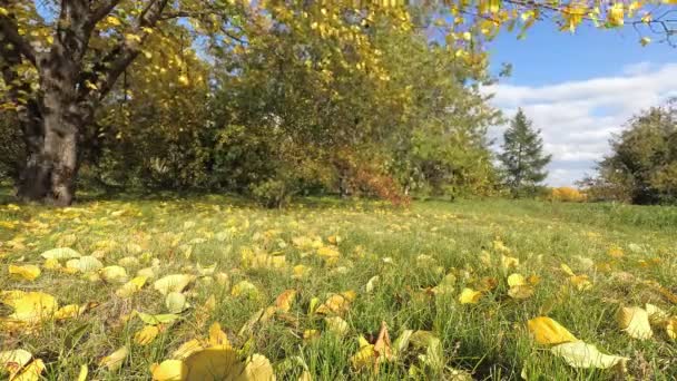 Les branches d'un arbre aux feuilles jaunies se balancent dans le vent — Video