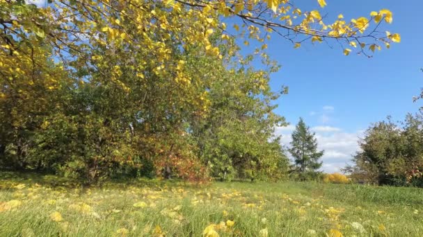 The branches of a tree with yellowed leaves sway in the wind — Stock Video